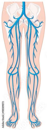 Blood vessels in human legs