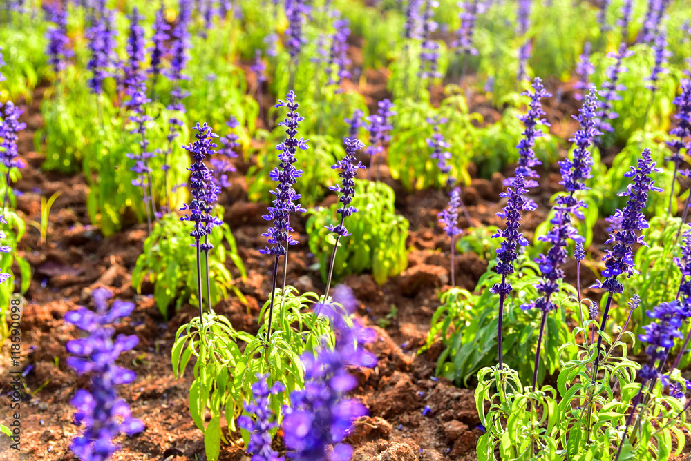 Naklejka premium Lavender Fields in the Queen Sirikit Botanic Garden