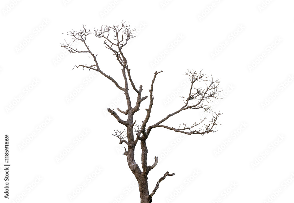 Fototapeta premium Dead tree on white background
