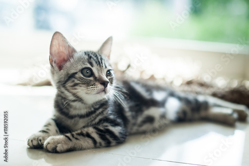 cut cat / American short hair cat  photo