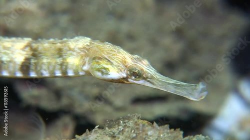 scuba diving course underwater naturalist Zeeland scharendijke pipe fish sea anemone crab shrimp photo