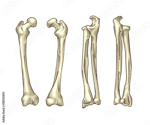 Hand drawn realistic human bones.
