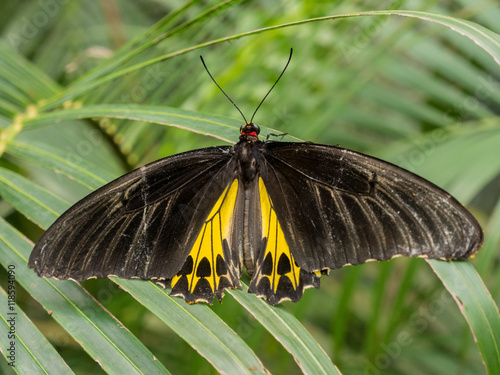 Troides minos or Southern Birdwing photo