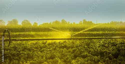 Fototapeta Naklejka Na Ścianę i Meble -  Irrigation system on field. Paprika