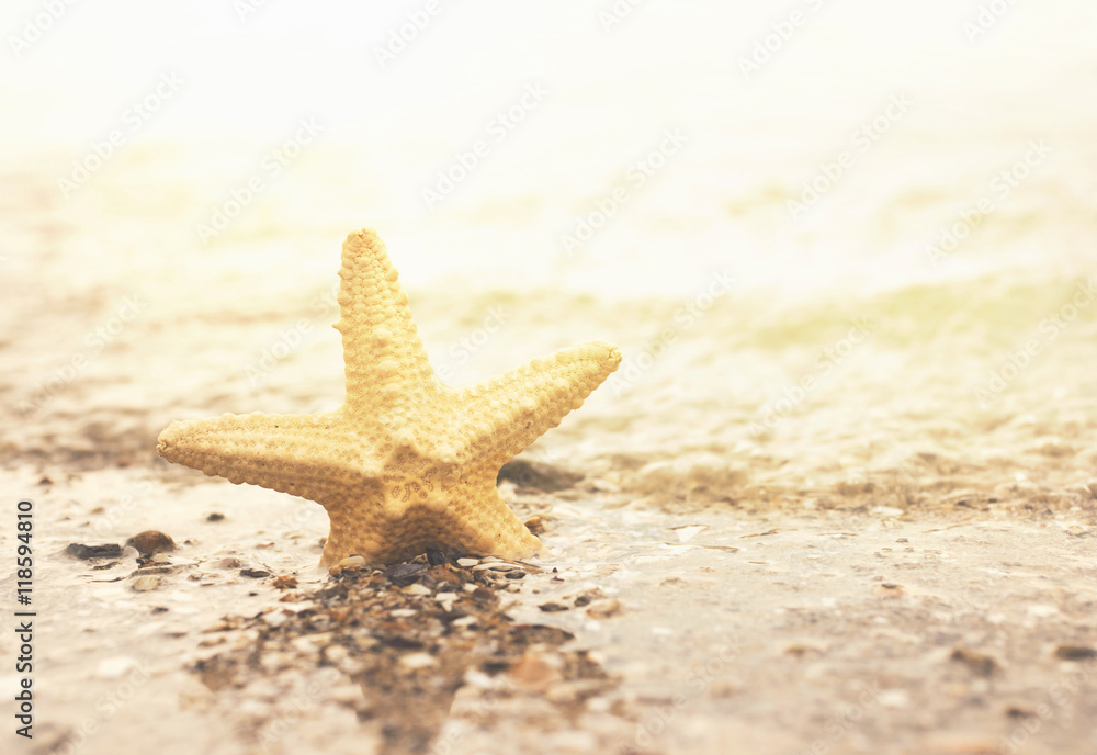 Starfish close up on the beach with copy space Starfish close up on the beach with copy space