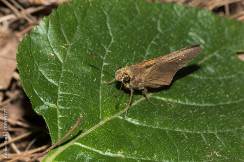 This is a photo of one kind of butterfly, was taken in XiaMen botanical garden, China.