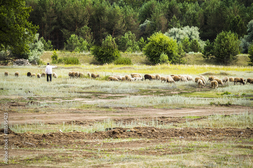 Shepherd herding sheep