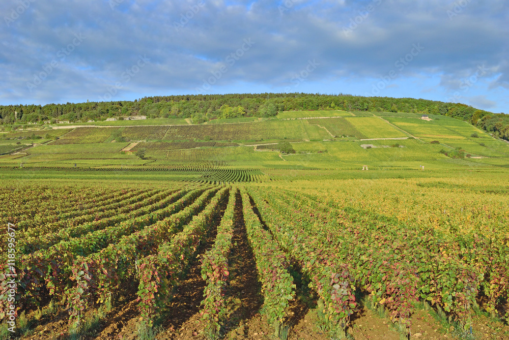 Weinbau in Burgund nahe dem berühmten Weinort Chablis,Frankreich