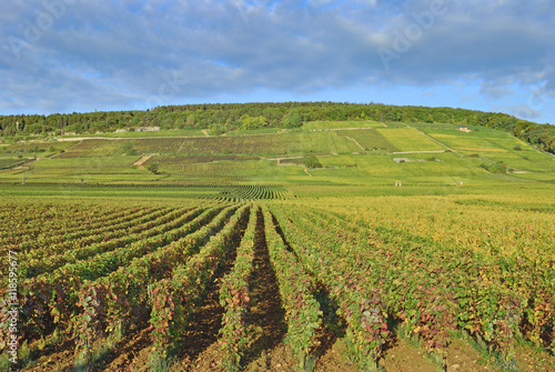 Weinbau in Burgund nahe dem ber  hmten Weinort Chablis Frankreich