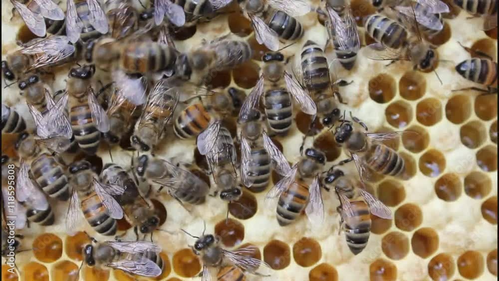 Work bees in hive.
Bees convert nectar into honey and care for larvae. Work bees in hive.
Bees convert nectar into honey and care for larvae.