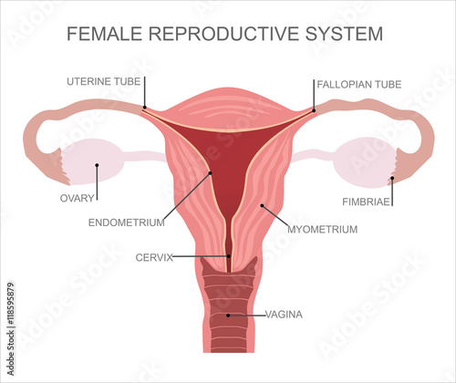 Uterus and ovaries, organs of female reproductive system