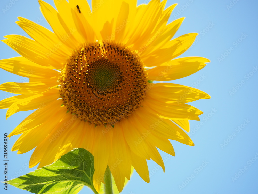 Obraz premium sunflower