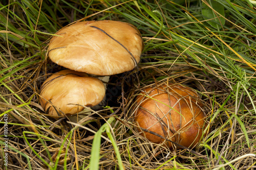 the edible mushrooms