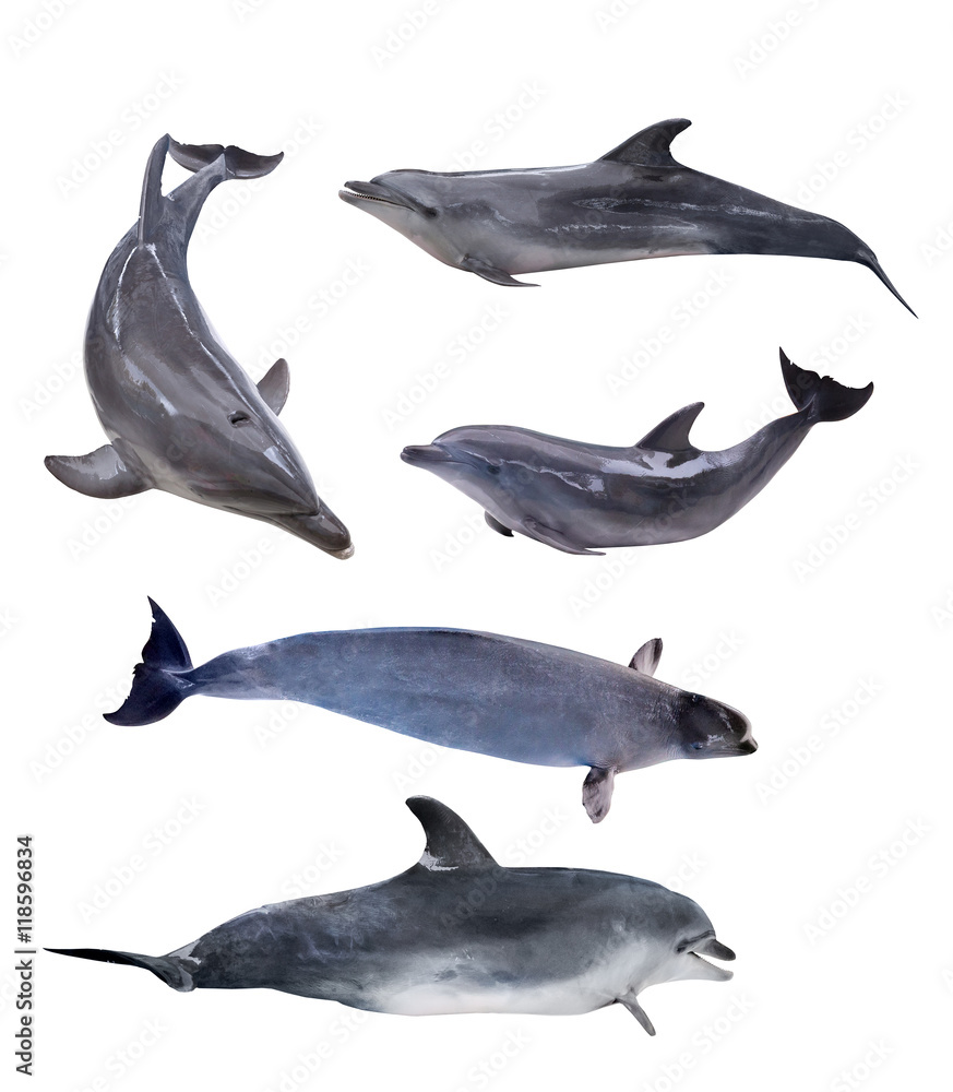 Fototapeta premium collection of five isolated grey dolphins