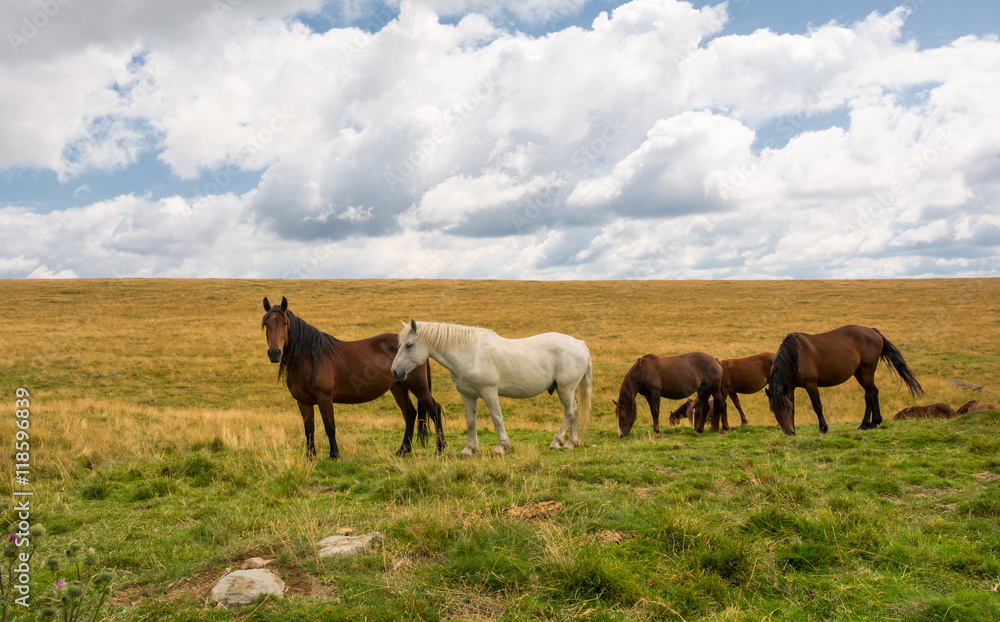 Horses grazing in a green field on a cloudy sky Horses grazing in a green field on a cloudy sky