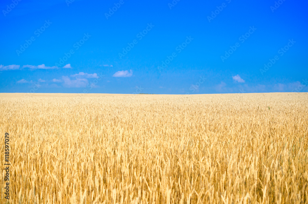 Field of wheat.