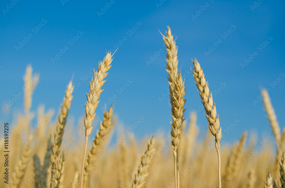 Wheat against the blue sky. Wheat against the blue sky.