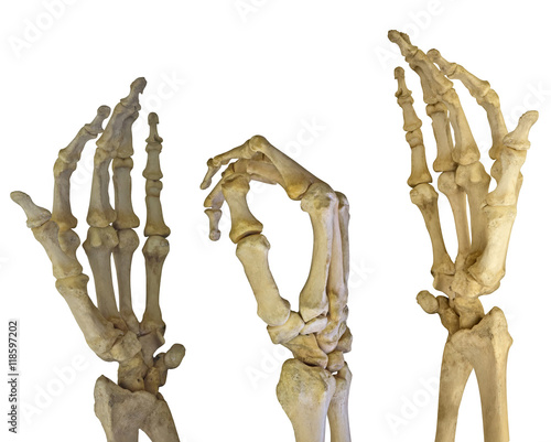 Принти на полотні three human hands skeletons on white