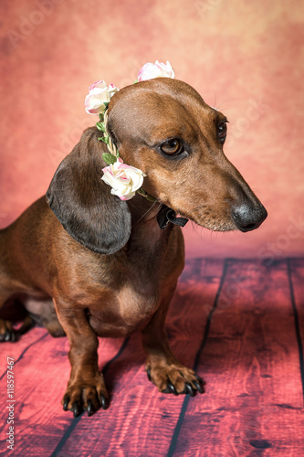 Dachshund dog with sunglasses and flowers on her head © Eduardo Lopez