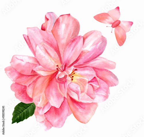 Vector watercolor pink rose on white background  with butterfly