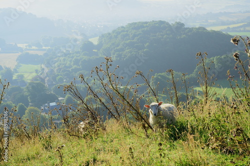 Early morning over Marshwood Vale seen from Colmer's Hill in Devon, England photo