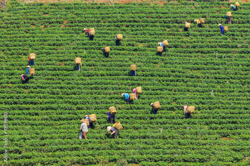 Wallpaper Mural People with conical hat and bamboo basket are harvesting tea leaf in Bao Loc, Lam Dong, Vietnam Torontodigital.ca