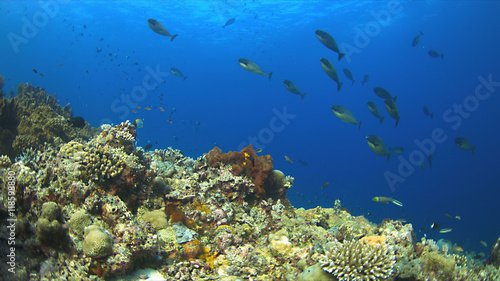 Colorful coral reef with plenty fish.