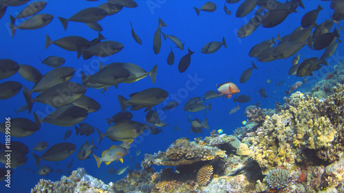 A school of Unicornfish swimming on a coral reef.
