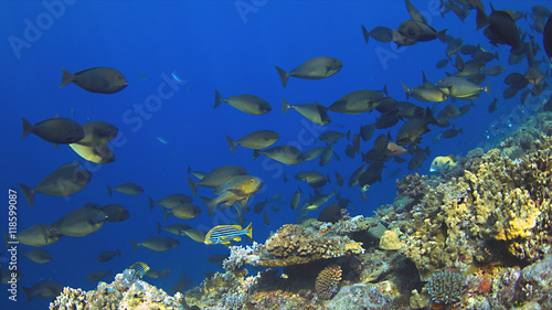 A school of Unicornfish swimming on a coral reef.