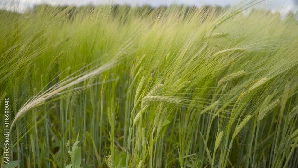 One of the many barley plants waving on the breeze of the wind in the big field One of the many barley plants waving on the breeze of the wind in the big field