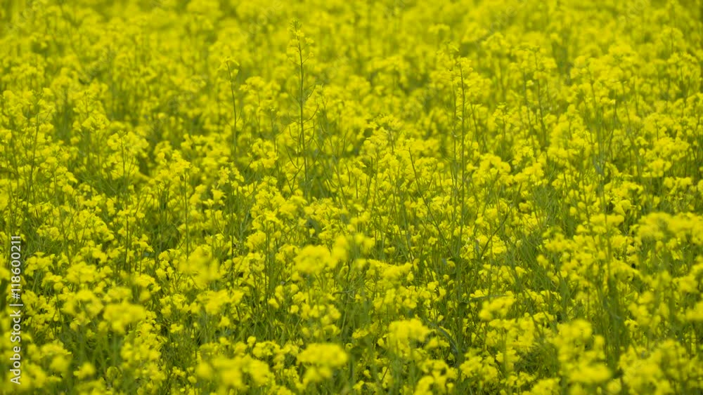 Lots of rapeseed on the yellow field these rapeseeds are waving on the wind Lots of rapeseed on the yellow field these rapeseeds are waving on the wind
