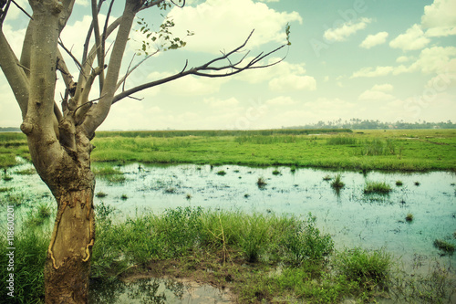 Tree and swamp landscape