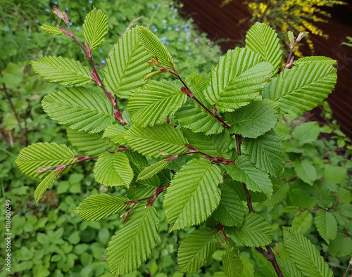 Hainbuchenblaetter, Hainbuche, Carpinus; betulus photo