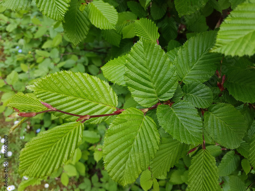 Hainbuchenblaetter, Hainbuche, Carpinus; betulus photo