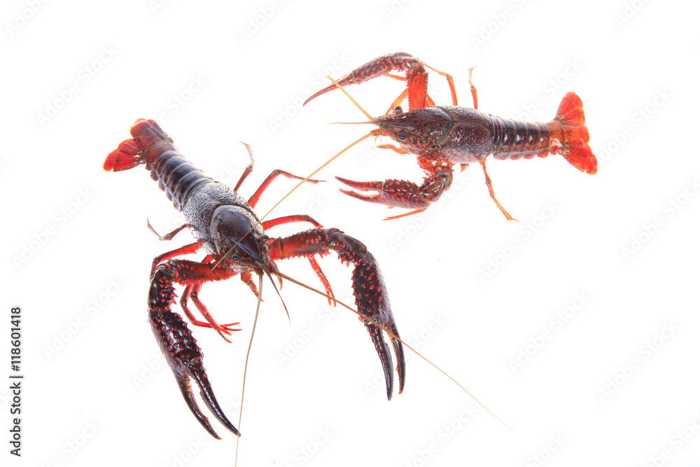 Crawfish Crawfish
