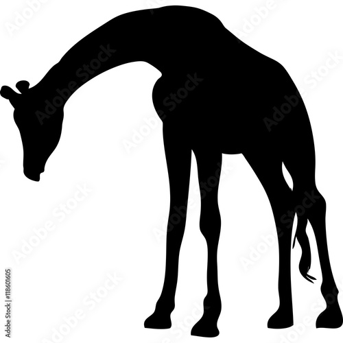 black silhouette of a giraffe. isolated vector illustration 