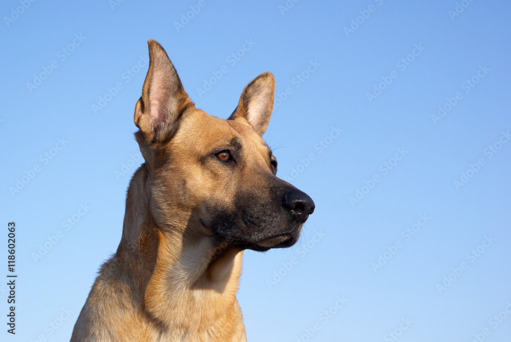 Portrait eines beige braunen Hundes bei blauem Himmel.