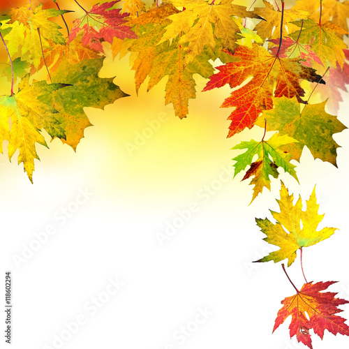 Gl  ck  Freude  Goldener Herbst  Fallende  bunte Bl  tter vor wei  em Hintergrund   