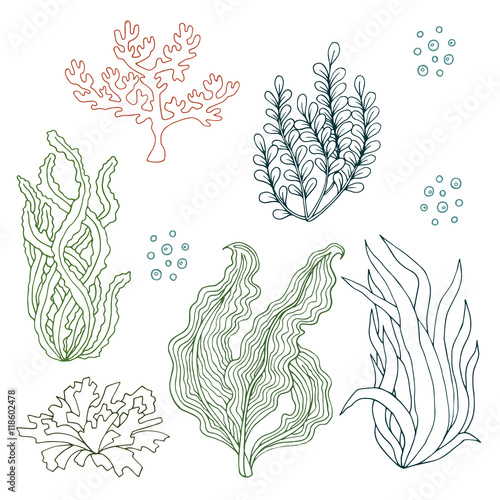 Set of watercolor seaweed - vector illustration