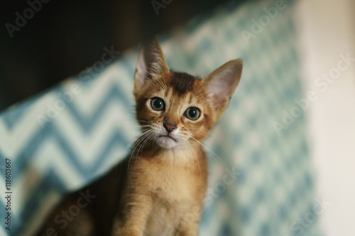 abyssinian kitten playing on stairs © GCapture