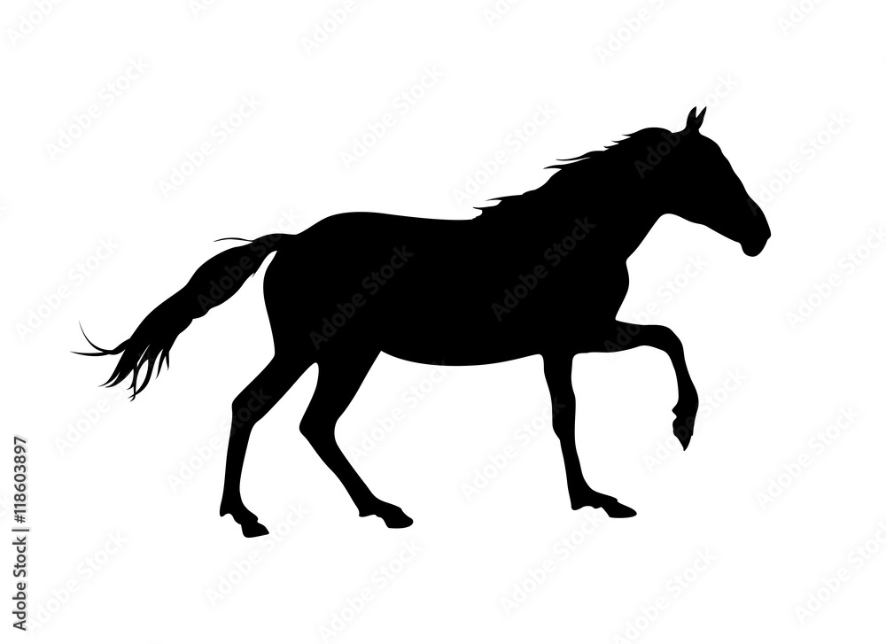 Obraz premium Silhouette of vector horse