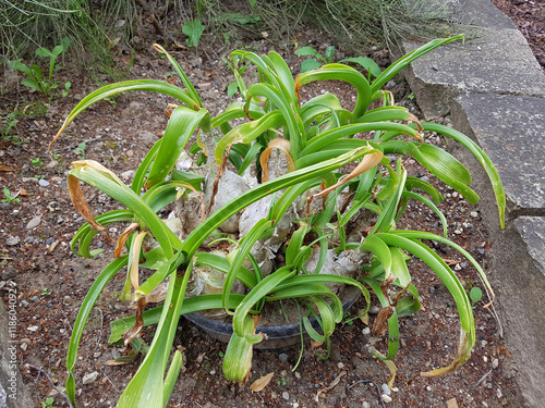 Weisse, Meerzwiebel, Drimia, maritima photo