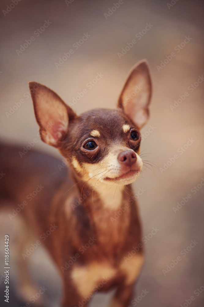 One beautiful small russian toy terrier dog outdoors on summer sunny day One beautiful small russian toy terrier dog outdoors on summer sunny day