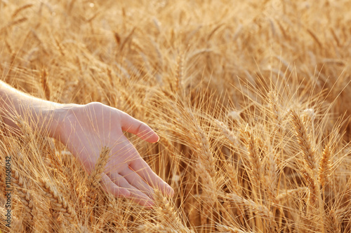 Woman touching wheat on a field