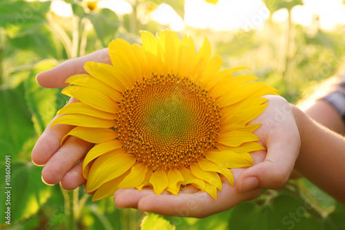 Beautiful sunflower in female hands