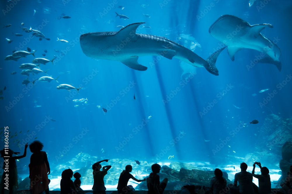 Obraz premium Sylwetki dzieci w dużym akwarium z rybami i rekinami wielorybimi