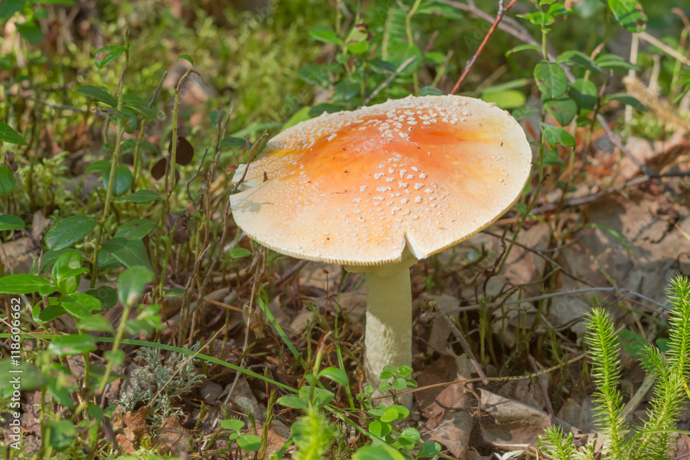 some grow amanitas mushroom grow in the moss and cranberries some grow amanitas mushroom grow in the moss and cranberries