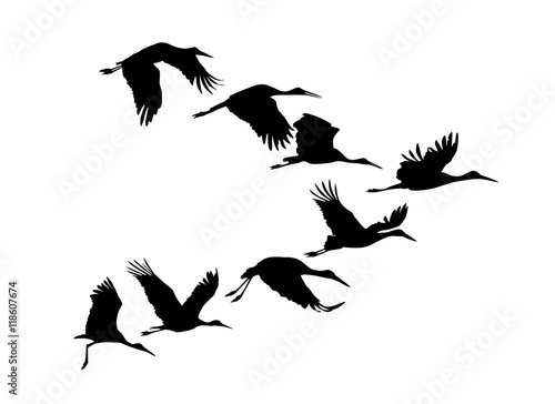 Storks flock. Vector silhouette