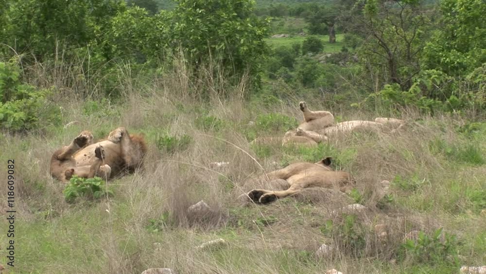 Lion wild dangerous mammal africa savannah Kenya Lion wild dangerous mammal africa savannah Kenya