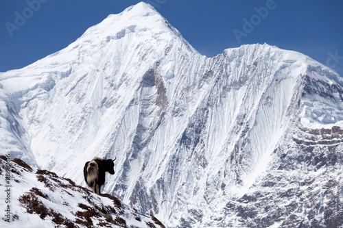 Himalayan yak with snow mountain in background, Annapurna Circuit, Manang, Nepal